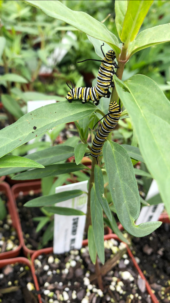 The Benefits of Native Plants - Facebook Live Q&A 4/14/2020
